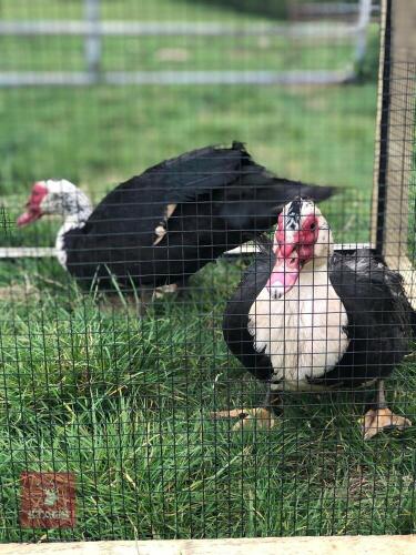 PAIR OF MAGPIE MUSCOVY DUCKS- BIDS PER LIFE