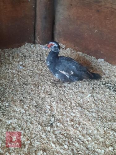 LAVENDER MUSCOVY HEN