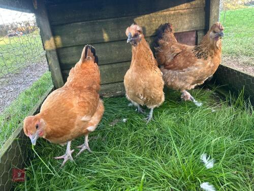 3 GOLD TOP POL PULLETS - BIDS PER LIFE