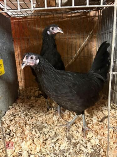 5 MARSH DAISYS CHICKENS - BIDS PER LIFE