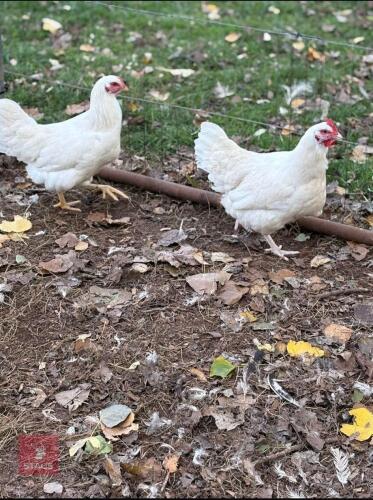 2 WHITE SUSSEX HENS - BIDS PER LIFE