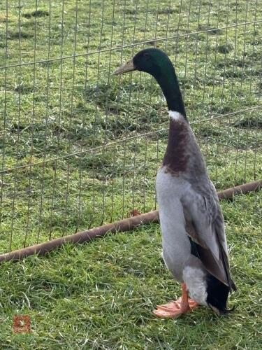 MALLARD INDIAN RUNNER DUCK