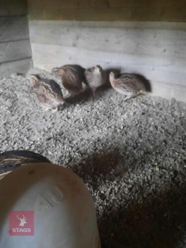 5 ITALIAN UNSEXED QUAILS- BIDS FOR THE GROUP
