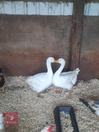 PAIR OF EMBEN GEESE- BIDS PER LIFE