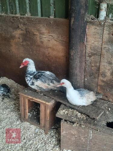 PAIR OF LAVENDER MUSCOVY DUCKS- BIDS PER LIFE