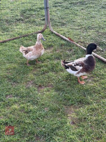 PAIR OF WELSH HARLEQUIN DUCKS - BIDS PER LIFE