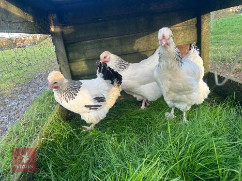 3 POM POM SUSSEX POL PULLETS - BIDS PER LIFE
