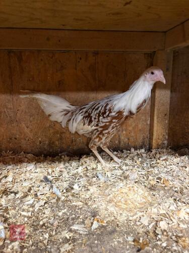 PAIR SADDLE BACK YOKOHAMA PULLETS - BIDS PER LIFE