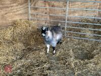 1YO PYGMY BILLY GOAT - 2