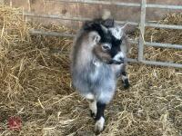 1YO PYGMY BILLY GOAT - 4