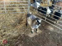 1YO PYGMY BILLY GOAT - 5