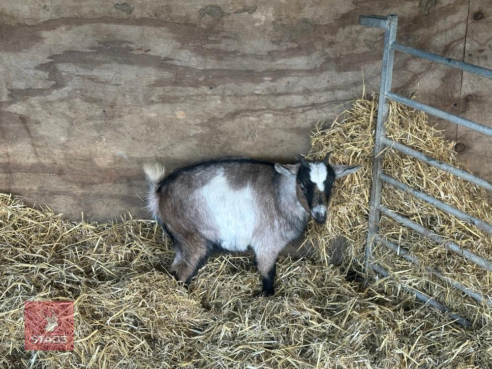 FEMALE PYGMY GOAT