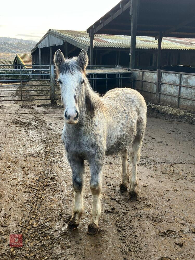 8MO IRISH DRAFT X COB X APPALOOSA COLT