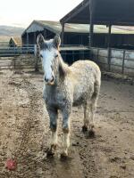 8MO IRISH DRAFT X COB X APPALOOSA COLT