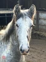 8MO IRISH DRAFT X COB X APPALOOSA COLT - 2