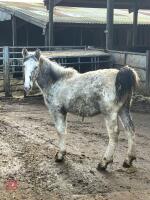 8MO IRISH DRAFT X COB X APPALOOSA COLT - 3