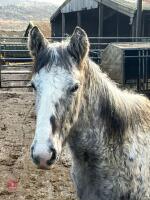 8MO IRISH DRAFT X COB X APPALOOSA COLT - 4