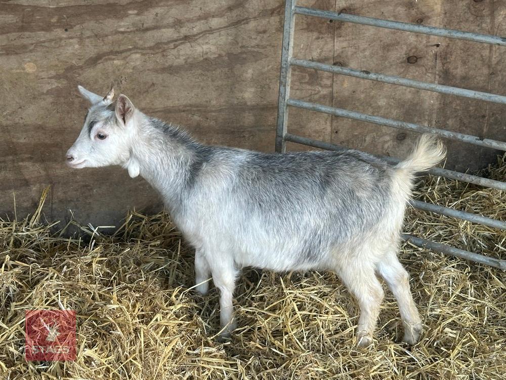 FEMALE PYGMY GOAT