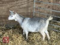 FEMALE PYGMY GOAT