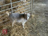 FEMALE PYGMY GOAT - 2
