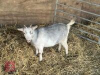 FEMALE PYGMY GOAT - 3