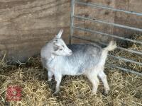 FEMALE PYGMY GOAT - 4
