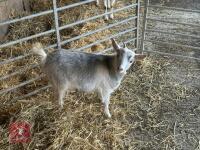 FEMALE PYGMY GOAT - 5