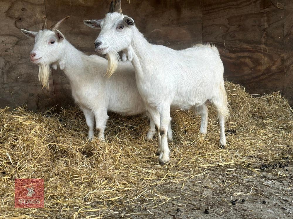 2 SANAN FEMALE GOATS - BIDS PER LIFE