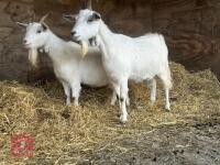 2 SANAN FEMALE GOATS - BIDS PER LIFE
