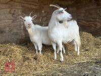 2 SANAN FEMALE GOATS - BIDS PER LIFE - 2