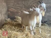 2 SANAN FEMALE GOATS - BIDS PER LIFE - 4