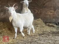 2 SANAN FEMALE GOATS - BIDS PER LIFE - 5