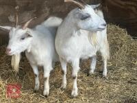 2 SANAN FEMALE GOATS - BIDS PER LIFE - 6