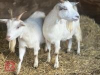 2 SANAN FEMALE GOATS - BIDS PER LIFE - 7