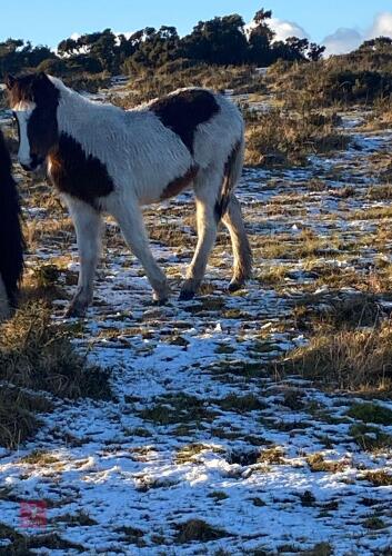 7YO COB X APPALOOSA FILLY