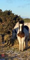 7YO COB X APPALOOSA FILLY - 2