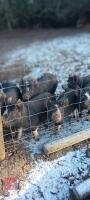 3 X 14WK BERKSHIRE BARROW WEANERS - BIDS PER LIFE - 3