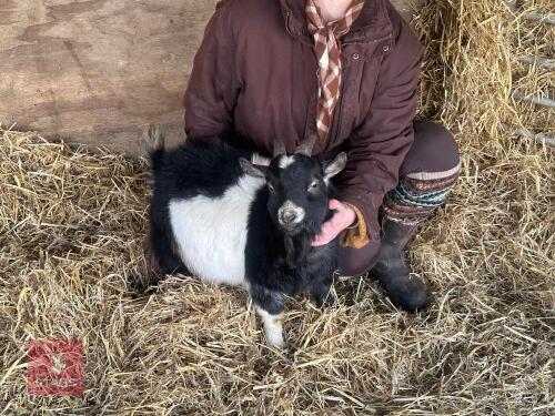1YO PYGMY BILLY GOAT
