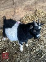 1YO PYGMY BILLY GOAT - 2