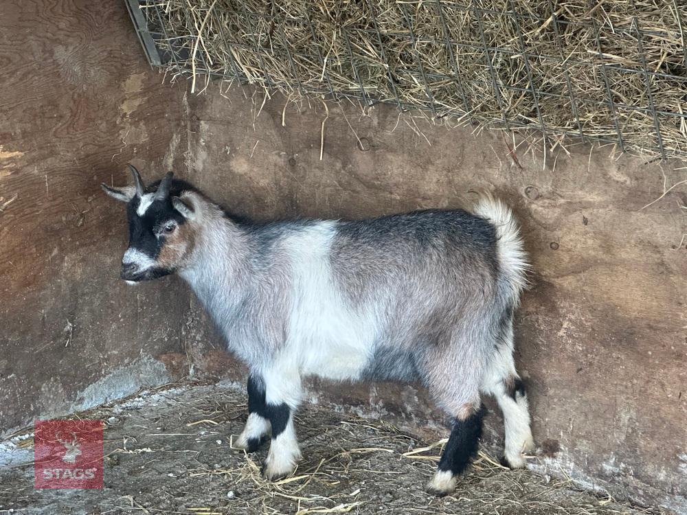 1YO PYGMY NANNY GOAT