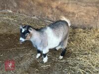 1YO PYGMY NANNY GOAT - 2