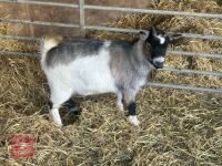 1YO PYGMY NANNY GOAT - 4