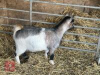1YO PYGMY NANNY GOAT - 5