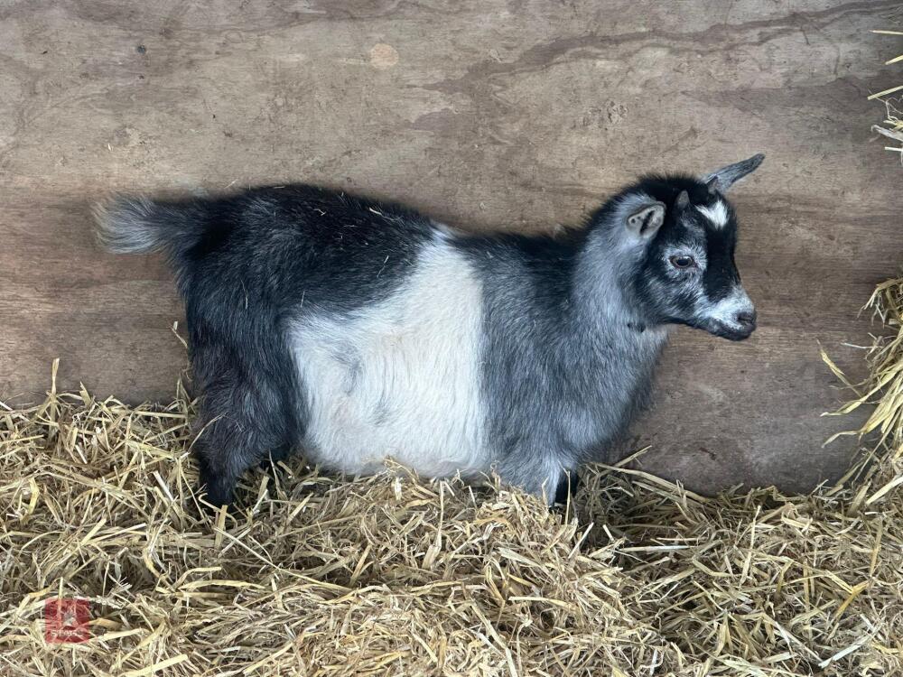 FEMALE PYGMY GOAT