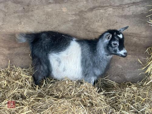 FEMALE PYGMY GOAT