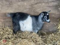 FEMALE PYGMY GOAT