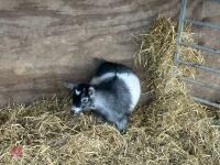 FEMALE PYGMY GOAT - 2