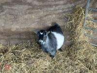 FEMALE PYGMY GOAT - 3