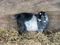 FEMALE PYGMY GOAT - 4