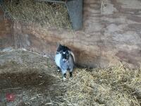 FEMALE PYGMY GOAT - 5